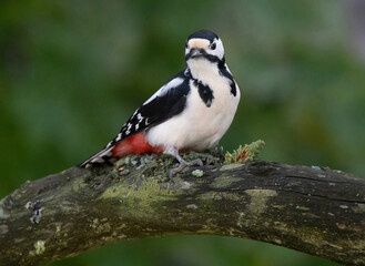 Great spotted woodpecker, (Dendrocopos major). Sitting on a branch and chopping on a cone.