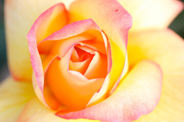 オレンジ色の薔薇の花
