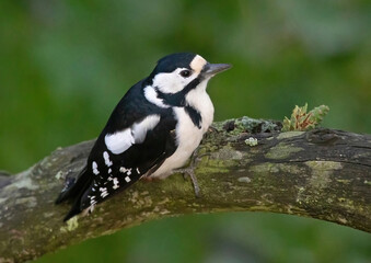 Great spotted woodpecker, (Dendrocopos major). Sitting on a branch and chopping on a cone.