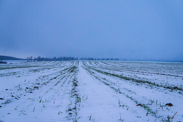 Fototapeta na wymiar Agro field landscape on winter evening in blue colors