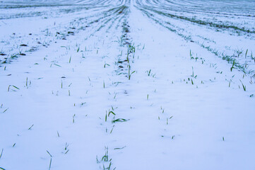 Agro field landscape on winter evening in blue colors