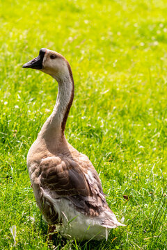 nser cygnoides forma domestica goose standing in a yellow and green grassfield, photo made 13 june 2020 in Weert the Netherlands