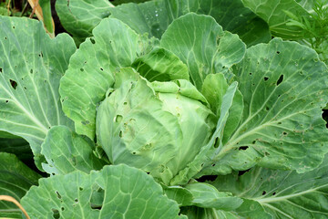 Cabbage with holes in leaves damaged by pest insects. Spoiling the harvest