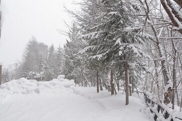 the beautiful white winter landscape with trees in Hokkaido, Japan
