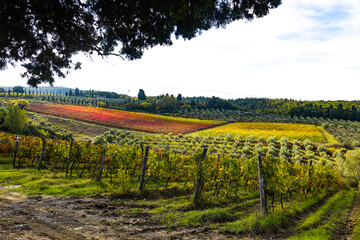 VITIGNI IN AUTUNNO VICINO A CASTELFALFI (FIRENZE)