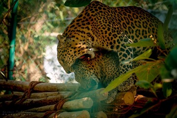 leopard in zoo