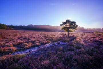 Purple pink heather in bloom in Denmark