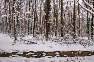 Fototapeta premium Winter forest with beautiful view.Falling snow.White Christmas in Bucharest
