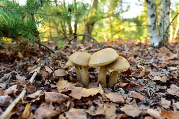 Birch bolete. Edible brown cap boletus among the grass and moss in autumn forest. Awesome fungus Aspen Mushroom against the background of green vegetation. Rough-stemmed bolete grows in in wildlife