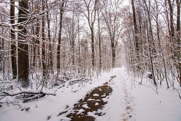 Winter forest with beautiful view.Falling snow.White Christmas in Bucharest