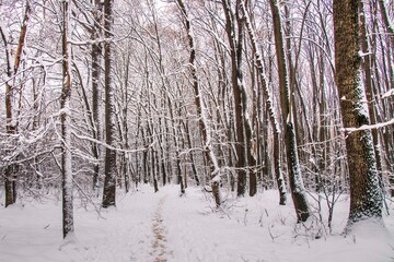 Fototapeta premium Winter forest with beautiful view.Falling snow.White Christmas in Bucharest