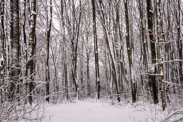 Fototapeta premium Winter forest with beautiful view.Falling snow.White Christmas in Bucharest