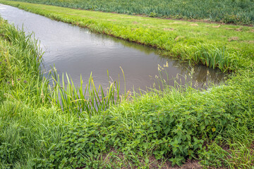 Beginning of a ditch with fresh green grass, reeds and nettles growing on the bank. The photo was taken in the Dutch spring season.
