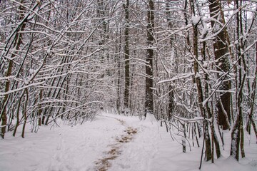 Winter forest with beautiful view.Falling snow.White Christmas in Bucharest