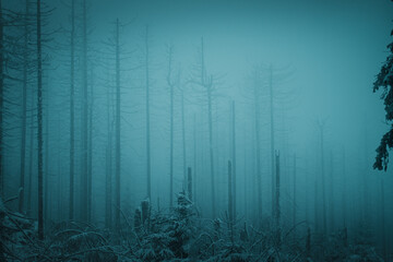Beautiful frozen mountain nature with moody foggy vibes and frozen pine trees. Dramatic contrast of...