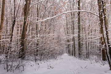 Winter forest with beautiful view.Falling snow.White Christmas in Bucharest