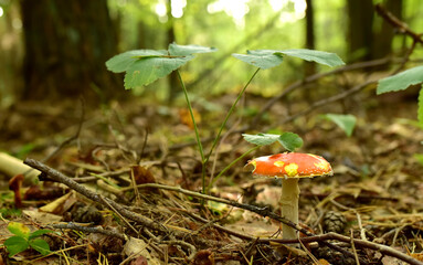 Red mushroom amanita toxic, also called panther cap. False blusher amanita mushroom in the forest against the background of green vegetation