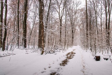 Fototapeta na wymiar Winter forest with beautiful view.Falling snow.White Christmas in Bucharest