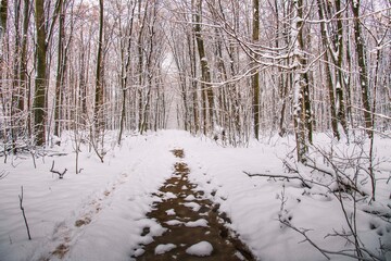 Winter forest with beautiful view.Falling snow.White Christmas in Bucharest