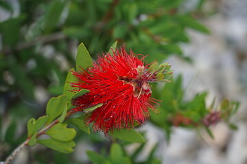 Red Callistemon flower with buds, close up view