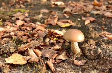 Birch bolete. Edible brown cap boletus among the grass and moss in autumn forest. Awesome fungus Aspen Mushroom against the background of green vegetation. Rough-stemmed bolete grows in in wildlife