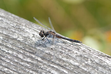 Schwarze Heidelibelle Männchen