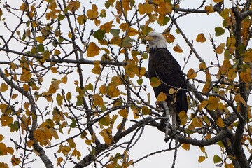 Bald eagle sitting in a tree in the fall. Beautiful eagle with fall colors against a grey sky. Majestic bird