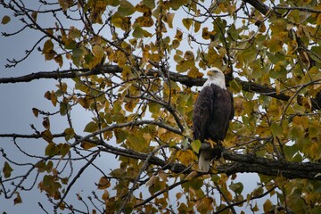 Bald eagle sitting in a tree in the fall. Beautiful eagle with fall colors against a grey sky. Majestic bird