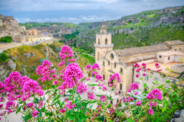 Fototapeta na wymiar Red rose flowers and blurred background view of Church Chiesa San Pietro Caveoso, canyon and ravine with caves in historical centre old ancient town Sassi di Matera, Basilicata, Southern Italy