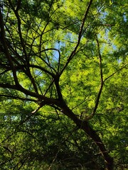 trees in the forest