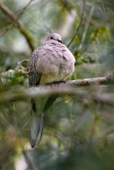 Spotted Dove - Spilopelia chinensis, common beautiful dove from Southeast Asian forests and gardens, Sri Lanka.