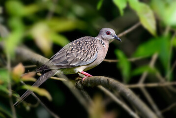 Spotted Dove - Spilopelia chinensis, common beautiful dove from Southeast Asian forests and gardens, Sri Lanka.
