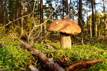 Porcini Cep White Mushroom King (Boletus Pinophilus) Mycelium grow in moss in a forest. Big bolete mushrooms in wildlife in of sunbeams.