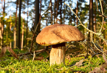 Porcini Cep White Mushroom King (Boletus Pinophilus) Mycelium grow in moss in a forest. Big bolete mushrooms in wildlife in of sunbeams. Mushrooming harvesting season. Herbal  and healthcare concept