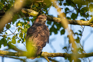Buteo buteo - Common Buzzard bird on a branch