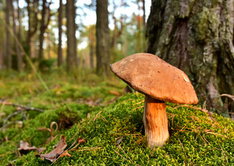 Porcini Cep White Mushroom King (Boletus Pinophilus) Mycelium grow in moss in a forest. Big bolete mushrooms in wildlife in of sunbeams.