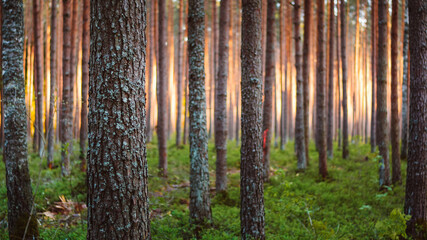 Obraz premium Latvian Pine Forest Trees with Lichen