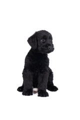 Cute Giant Schnauzer puppy sitting looking away isolated on a white background