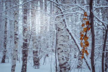 a branch with yellow leaves among snow-covered trees, like hello to winter from autumn.