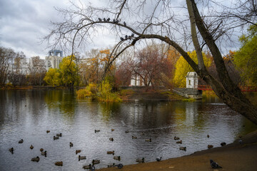 autumn in the park. birds swim in the water and sit on a tree branch. reflection of plants in lake...