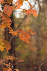 Colorful Autumn Viburnum leaves in the woods in the evening 