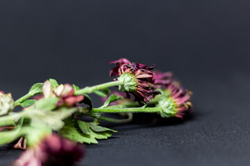 Flowers on dark black background and fallen leaves
