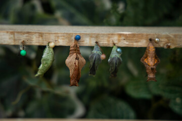 Selection of different chrysalis and cocoons of insects and butterflies attached on a wooden beam