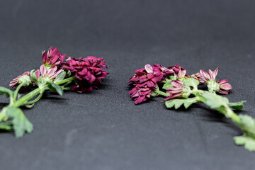 Flowers on dark black background and fallen leaves