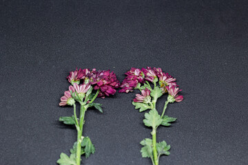 Flowers on dark black background and fallen leaves