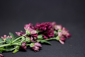 Flowers on dark black background and fallen leaves