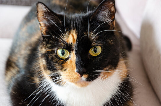 close up portrait of a  tortie cat