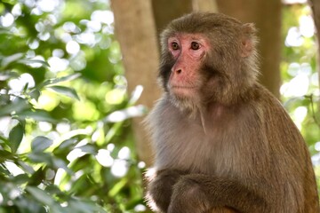 closeup of monkey wildlife in hong kong