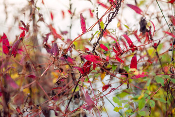 red and green water plant leaves in autumn beside a lake