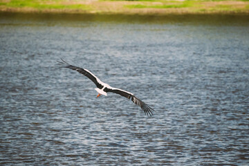 Adult European White Stork Flies Above Surface Of River With Its Wings Spread Out